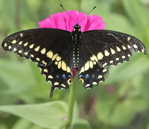 Eastern Black Swallowtail
(Papilio polyxenes)