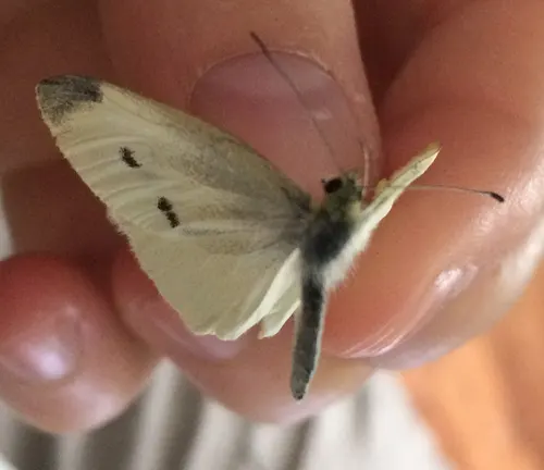 A large white butterfly perched delicately on a person's hand, symbolizing human-induced threats to the species.