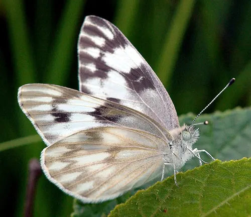 Checkered White
(Pontia protodice)