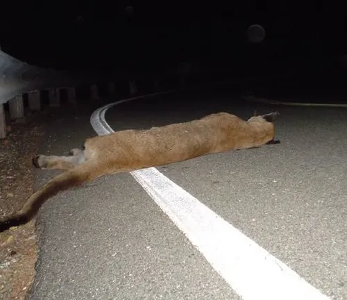 A mountain lion lies lifeless on the side of the road, victim of road mortality.