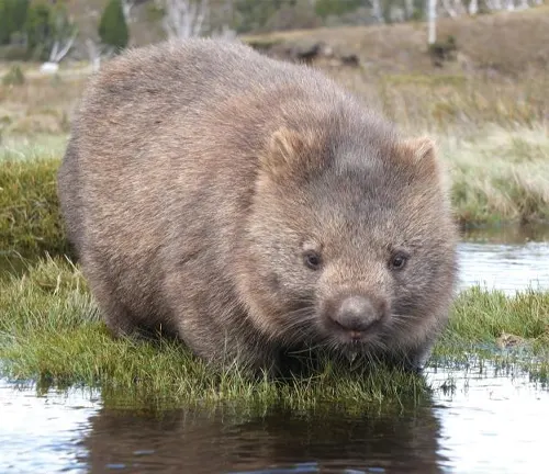 Common Wombat
(Vombatus ursinus)