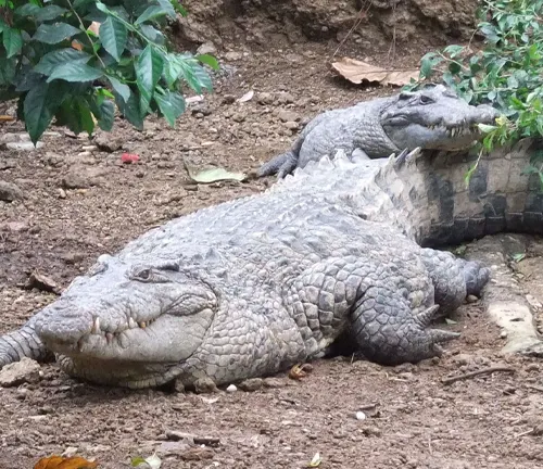 Crocodylus novaeguineae
(New Guinea Crocodile)