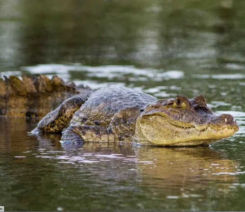 Spectacled Caiman
(Caiman crocodilus)