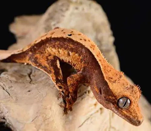 A Crested Gecko with Metabolic Bone Disease perches on a rock.