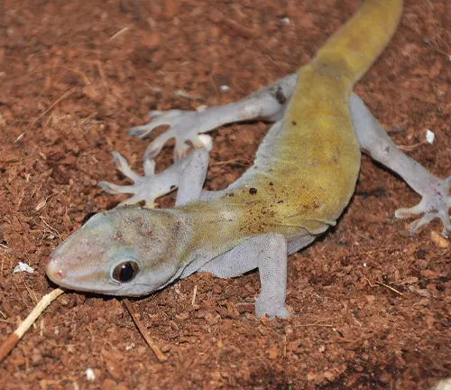 Golden Gecko
(Gekko badenii)