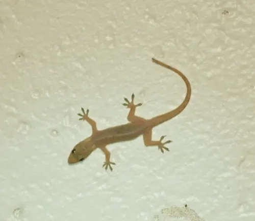 Pacific House Gecko
(Hemidactylus pacificus)