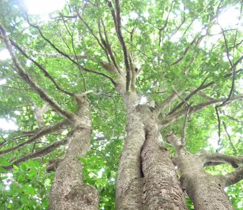 Upward view of a large tree with sprawling branches and green leaves.