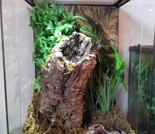 A glass case displaying a large tree stump with plants and various items, including a "Trinidad Chevron Tarantula" habitat.