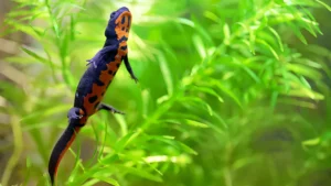 Chinese Fire Belly Newt