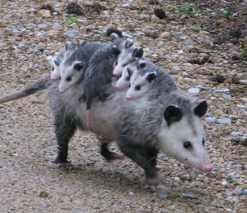 A Southern Opossum giving birth to its young in a cozy den.