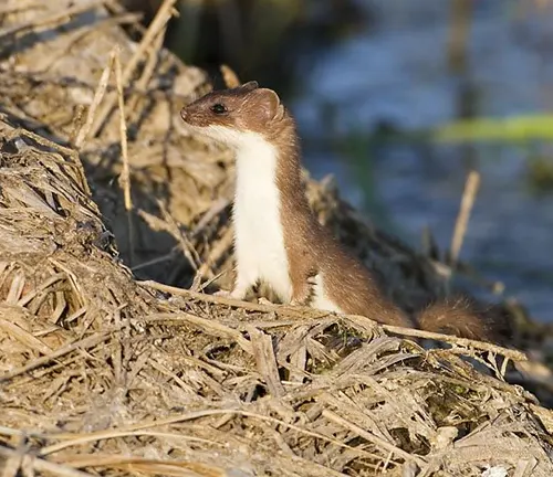 A "Least Weasel" standing on dry grass, highlighting threats to its population.