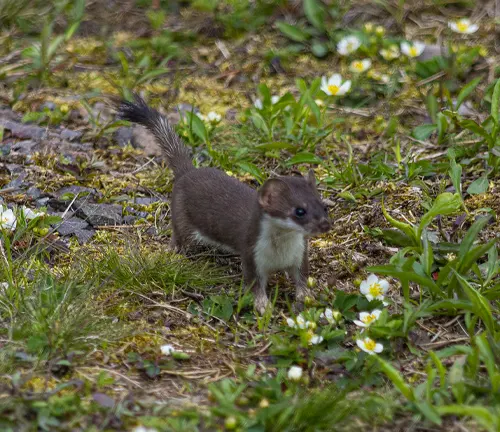 A stoat gracefully strolls amidst lush grass and vibrant flowers, playing its vital role in ecosystems.