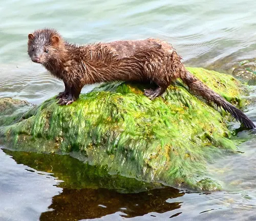 A weasel stands on a rock in water. This image showcases the adaptability of the American Mink to different environments.