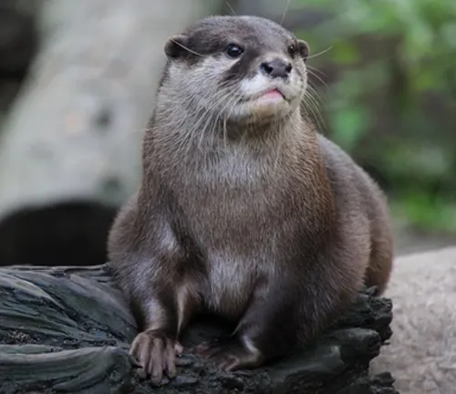 Asian Small-Clawed Otter
(Aonyx cinereus)