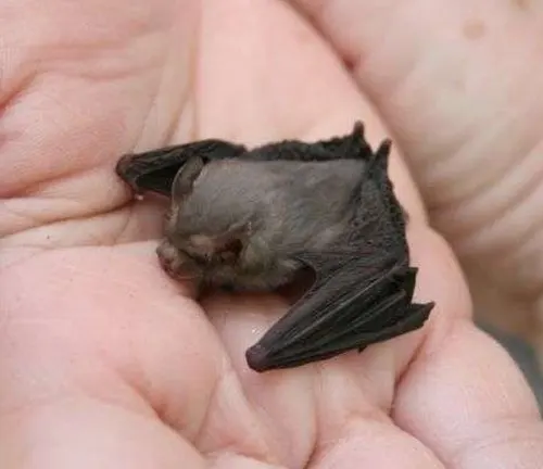 A small Kitti's Hog-nosed bat perches on a person's hand, showcasing the bat's life cycle.