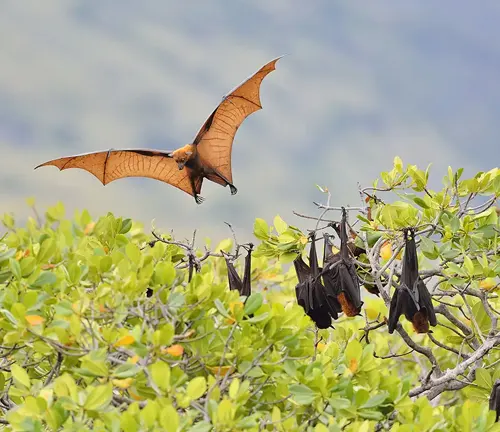 A bat soars above a fruit-laden tree, showcasing the "Flying Fox" Economic Impact.