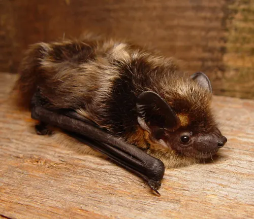 Eptesicus nilssonii
(Northern Bat)