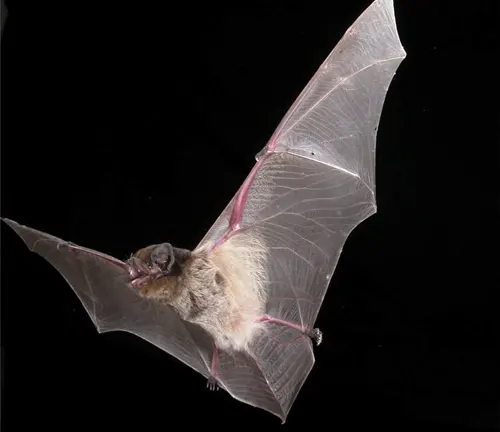 Australian Free-tailed Bat
(Tadarida australis)