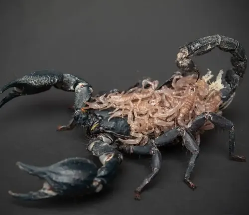 A hairy scorpion, known as the Emperor Scorpion, showcasing a unique feature of abundant hair on its body.
