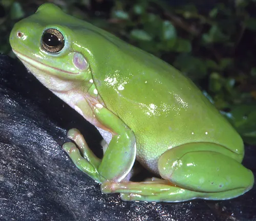 Green Tree Frog
(Hyla cinerea)