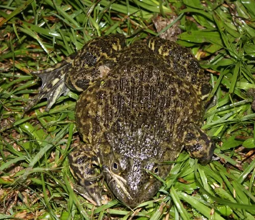 Chinese Bullfrog
(Hoplobatrachus rugulosus)
