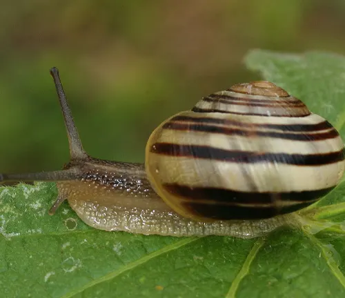 Cepaea sylvatica
(Woodland snail)
