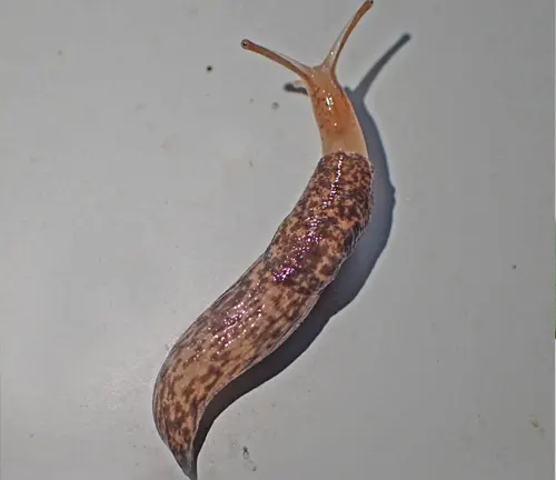 Field Slug
(Deroceras agreste)