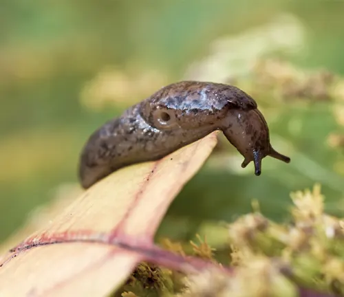 A Leopard Slug slowly crawls on a leaf, facing threats and challenges.