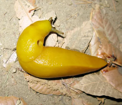 Santa Cruz Banana Slug
(Ariolimax dolichophallus)