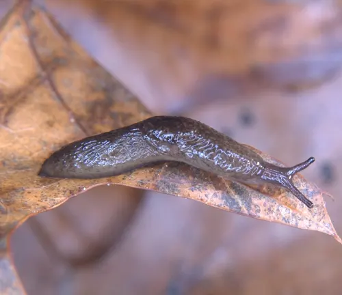Deroceras panormitanum
(Brown Slug)