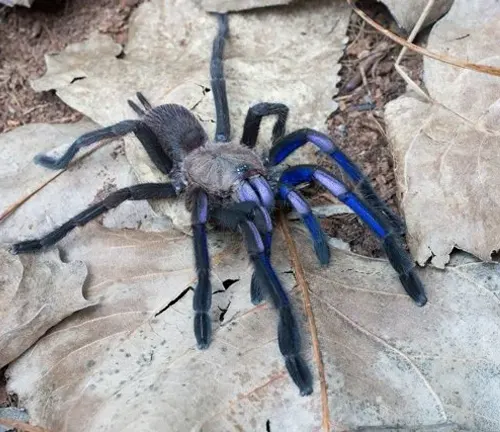 A close-up photo of a cobalt blue tarantula with vibrant blue and black colors on its body and long hairy legs.