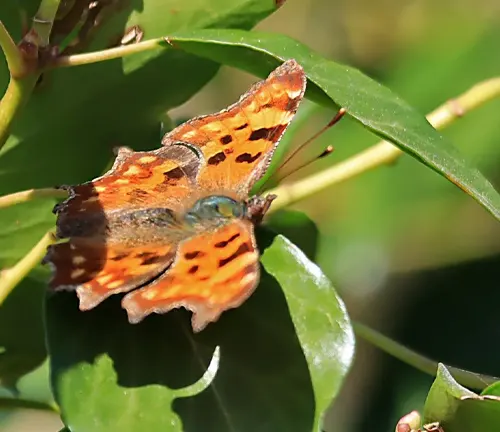 Camille's Anglewing
(Polygonia camilla)