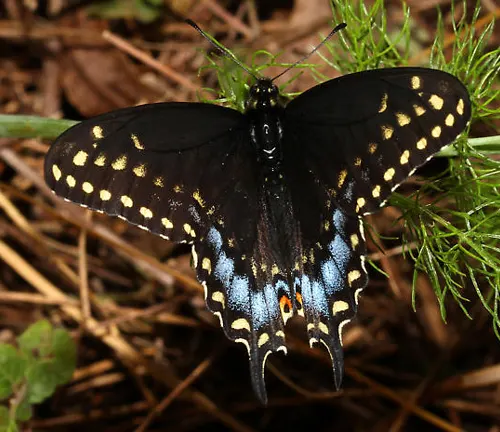 Western Black Swallowtail
(Papilio joanae)