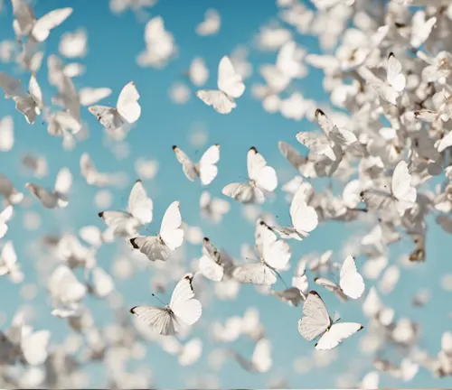 White butterflies, possibly Large White Butterfly, fluttering in the sky.