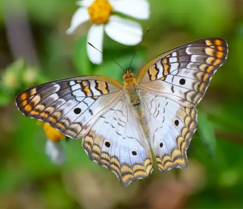 A brown and white butterfly with invasive species "Peacock Butterfly" markings on its wings.