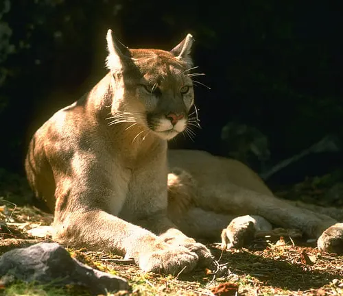 Eastern Cougar
(Puma concolor cougar)