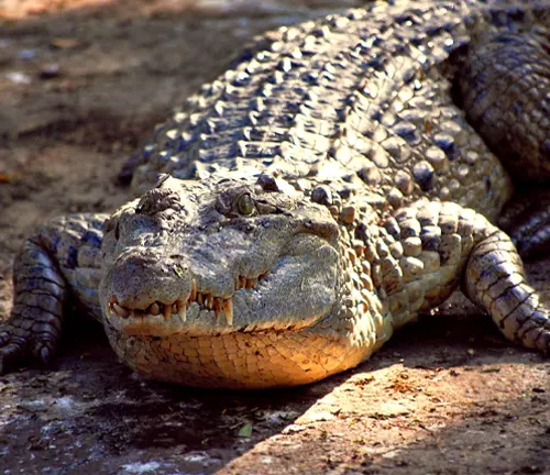 Crocodylus mindorensis
(Philippine Crocodile)