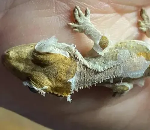 A Crested Gecko with stuck shed sitting on a person's hand.