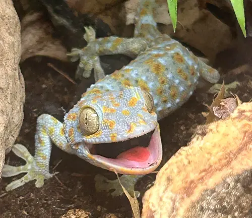 Tokay Gecko
(Gekko gecko)