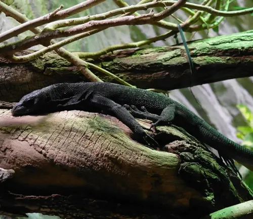 Black Tree Monitor
(Varanus beccarii)