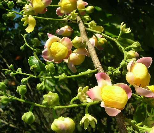 Branch with clusters of yellow and pink flowers against a green background