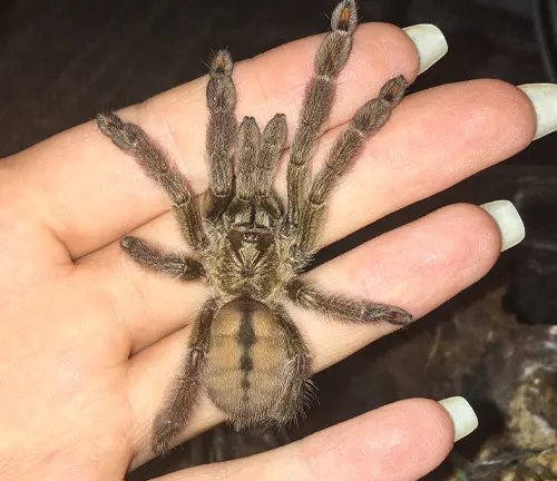 A person gently holds a Trinidad Chevron Tarantula in their hand, showcasing the unique beauty of this spider species.