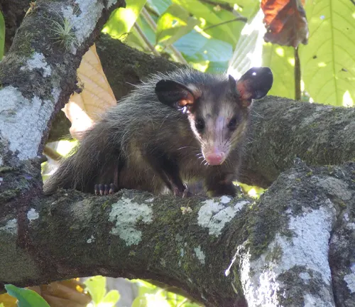 Big-eared Opossum
(Didelphis aurita)