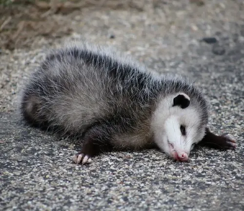 A baby possum playing dead on the ground, known as "Southern Opossum" using thanatosis.