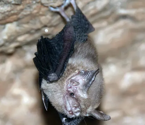 Kitti's Hog-nosed Bat