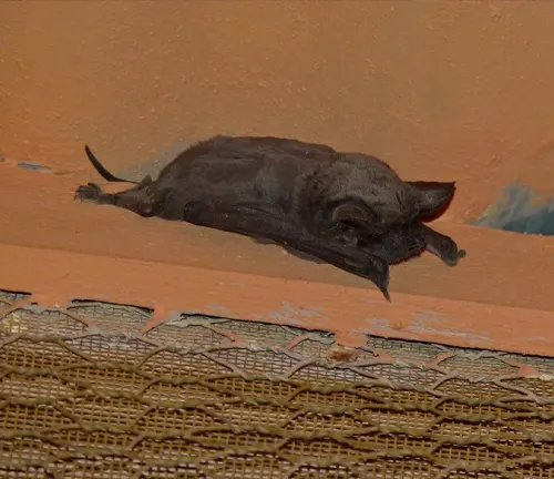 Egyptian Free-tailed Bat
(Tadarida aegyptiaca)