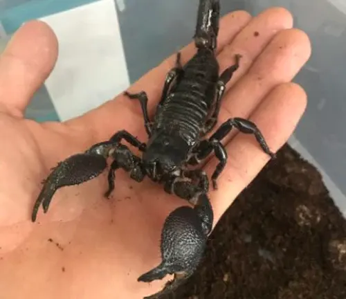 A person holding an Emperor Scorpion, a popular pet, in their hand.