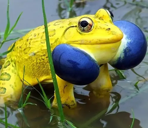 Indian Bullfrog
(Hoplobatrachus tigerinus)