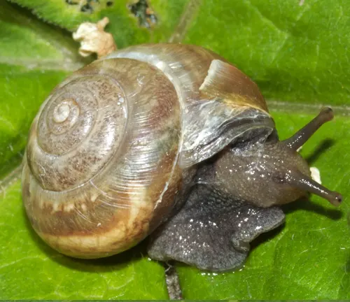 Cepaea cantiana
(Kentish snail)