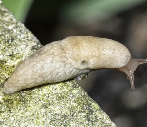 Netted Slug
(Deroceras panormitanum)